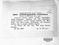 Cylindrosporium veratrinum image